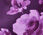 Soft Satin Charmeuse Top - Flourishing Florals
