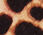 Fall Leopard Trouser Socks