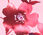RSVP Falling Blooms Shift Dress