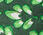 Graphic Leaves Diamond Scarf