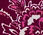 Smocked Top - Exquisite Paisley