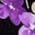 Scoop Neck Pullover - Fragrant Lilacs